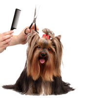 a yorkie being groomed